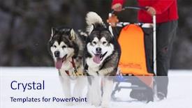  Presentation with dog sled - Amazing slide deck having sled dog race siberian huskies backdrop and a sky blue colored foreground