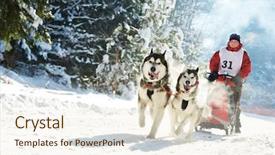  Presentation with dog sled - PPT theme enhanced with sled dog racing musher dogteam background and a cream colored foreground