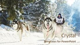  Presentation with dog sled - Cool new PPT theme with sled dog racing musher dogteam backdrop and a lemonade colored foreground