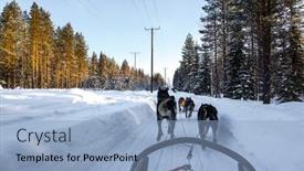  Presentation with dog sled - Colorful PPT theme enhanced with sled-dogs-are-husky backdrop and a light blue colored foreground