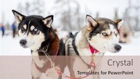  Presentation with husky - 