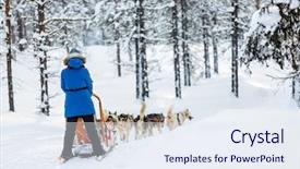  Presentation with dog sled - Theme having sledding with husky dogs background and a sky blue colored foreground