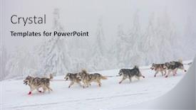  Presentation with czech republic - Amazing PPT theme having sledge-dogging-sedivacek-s-long backdrop and a light gray colored foreground