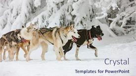  Presentation with czech republic - Theme having sledge-dogging-sedivacek-s-long background and a sky blue colored foreground