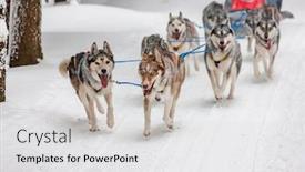  Presentation with long service award - PPT theme with sledge-dogging-sedivacek-s-long background and a light gray colored foreground