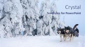  Presentation with czech republic - Presentation theme consisting of sledge-dogging-sedivacek-s-long background and a sky blue colored foreground