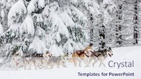  Presentation with czech republic - Presentation design with sledge-dogging-sedivacek-s-long background and a sky blue colored foreground