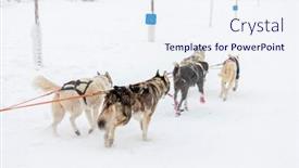  Presentation with czech republic - PPT layouts consisting of sledge-dogging-sedivacek-s-long background and a sky blue colored foreground