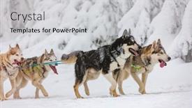  Presentation with czech republic - PPT theme consisting of sledge-dogging-sedivacek-s-long background and a light gray colored foreground