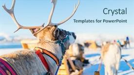  Presentation with norway - Theme consisting of sledges - close up of reindeer pulling background and a sky blue colored foreground