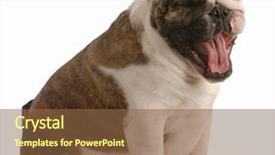  Presentation with olde english - Presentation theme having sleep cycle - adorable female english bulldog wearing background and a  colored foreground