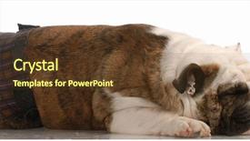  Presentation with english bulldog - Beautiful presentation theme featuring sleep cycle - dog in season or heat backdrop and a  colored foreground