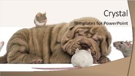  Presentation with pei - Presentation featuring sleep disorders - shar pei puppy lying down background and a lemonade colored foreground