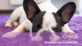  Presentation with carpet - Presentation theme consisting of sleep dreams - french bulldog sleeping background and a coral colored foreground