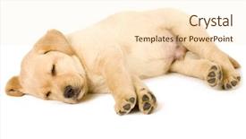  Presentation with sleeping - Presentation theme having sleep lab - adorable labrador retriever puppy sleeping background and a cream colored foreground