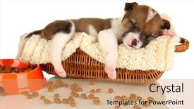 Presentation with sleeping - Audience pleasing presentation design consisting of sleep lab - beautiful little puppy sleeping backdrop and a coral colored foreground