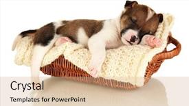  Presentation with sleeping - PPT layouts having sleep lab - beautiful little puppy sleeping background and a coral colored foreground