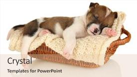  Presentation with sleeping mouse - Beautiful PPT theme featuring sleep lab - beautiful little puppy sleeping backdrop and a coral colored foreground