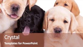  Presentation with four wheeler - PPT layouts featuring sleep lab - closeup of four little labrador background and a red colored foreground