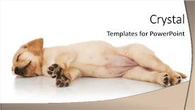  Presentation with sleeping - PPT theme with sleep lab - labrador retriever puppy sleeping background and a white colored foreground