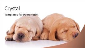  Presentation with tired - Colorful PPT layouts enhanced with sleep lab - picture of two tired labrador backdrop and a white colored foreground