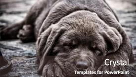  Presentation with chocolate hills bohol - Theme featuring sleep lab - sleeping chocolate labrador puppy background and a tawny brown colored foreground