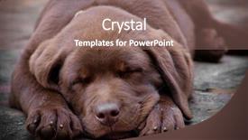  Presentation with puppy - Colorful theme enhanced with sleep lab - sleeping chocolate labrador puppy backdrop and a coral colored foreground