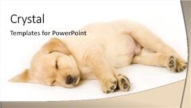  Presentation with sleeping mouse - Slide deck enhanced with sleep lab - sleeping labrador retriever puppy background and a white colored foreground