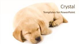  Presentation with sleeping - Presentation theme having sleep lab - sleeping labrador retriever puppy background and a  colored foreground