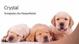  Presentation with sad dog abandoned dogs - Presentation theme with sleep lab - three labrador retriever puppy dogs background and a white colored foreground