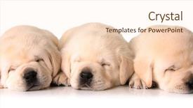  Presentation with three step - Cool new slides with sleep lab - three sleeping labrador puppies three backdrop and a lemonade colored foreground