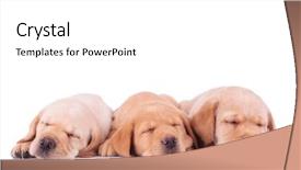  Presentation with dog park dogs plays - Presentation theme consisting of sleep lab - threecute labrador retriever puppy dogs background and a white colored foreground