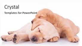  Presentation with puppy - Cool new presentation with sleep lab - two adorable labrador retriever puppy backdrop and a sky blue colored foreground