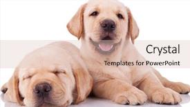  Presentation with sleeping - Audience pleasing slides consisting of sleep lab - two adorable little labrador retriever backdrop and a lemonade colored foreground