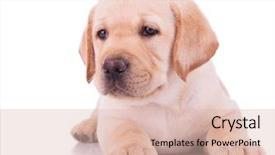  Presentation with cute christmas pug puppy dog - Colorful slides enhanced with sleep lab - white labrador retriever puppy dog backdrop and a lemonade colored foreground