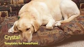  Presentation with cute - PPT layouts with sleep lab bed - cute labrador asleep on pillows background and a tawny brown colored foreground