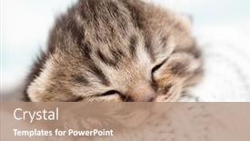  Presentation with sleeping baby - Slide deck featuring sleeping baby kitten background and a coral colored foreground