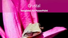  Presentation with sleeping beauty - Presentation theme featuring days frog toad - sleeping beauty on a blossom background and a purple colored foreground