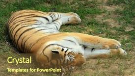 Presentation with jungle - Colorful presentation theme enhanced with sleeping big tiger in jungle backdrop and a tawny brown colored foreground