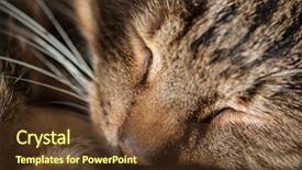  Presentation with paw - Colorful PPT theme enhanced with sleeping cat holding its head on its paw backdrop and a tawny brown colored foreground