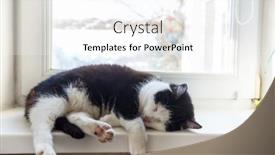  Presentation with sleeping - PPT layouts featuring sleeping-cat-on-winter-window background and a white colored foreground
