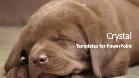  Presentation with lab - Theme having sleeping chocolate lab puppy background and a tawny brown colored foreground