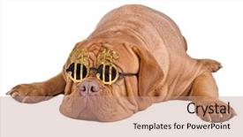  Presentation with dollar sign - PPT layouts enhanced with sleeping dog with funny glasses background and a coral colored foreground