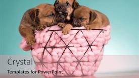  Presentation with dogs - 