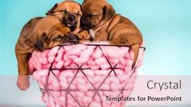  Presentation with dogs - 