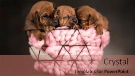  Presentation with dogs - 