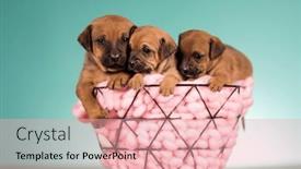  Presentation with dogs - 