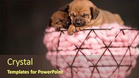  Presentation with dogs - 