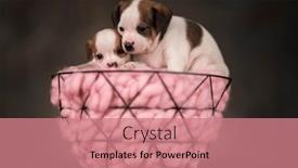  Presentation with dogs - 