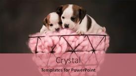  Presentation with dogs - 